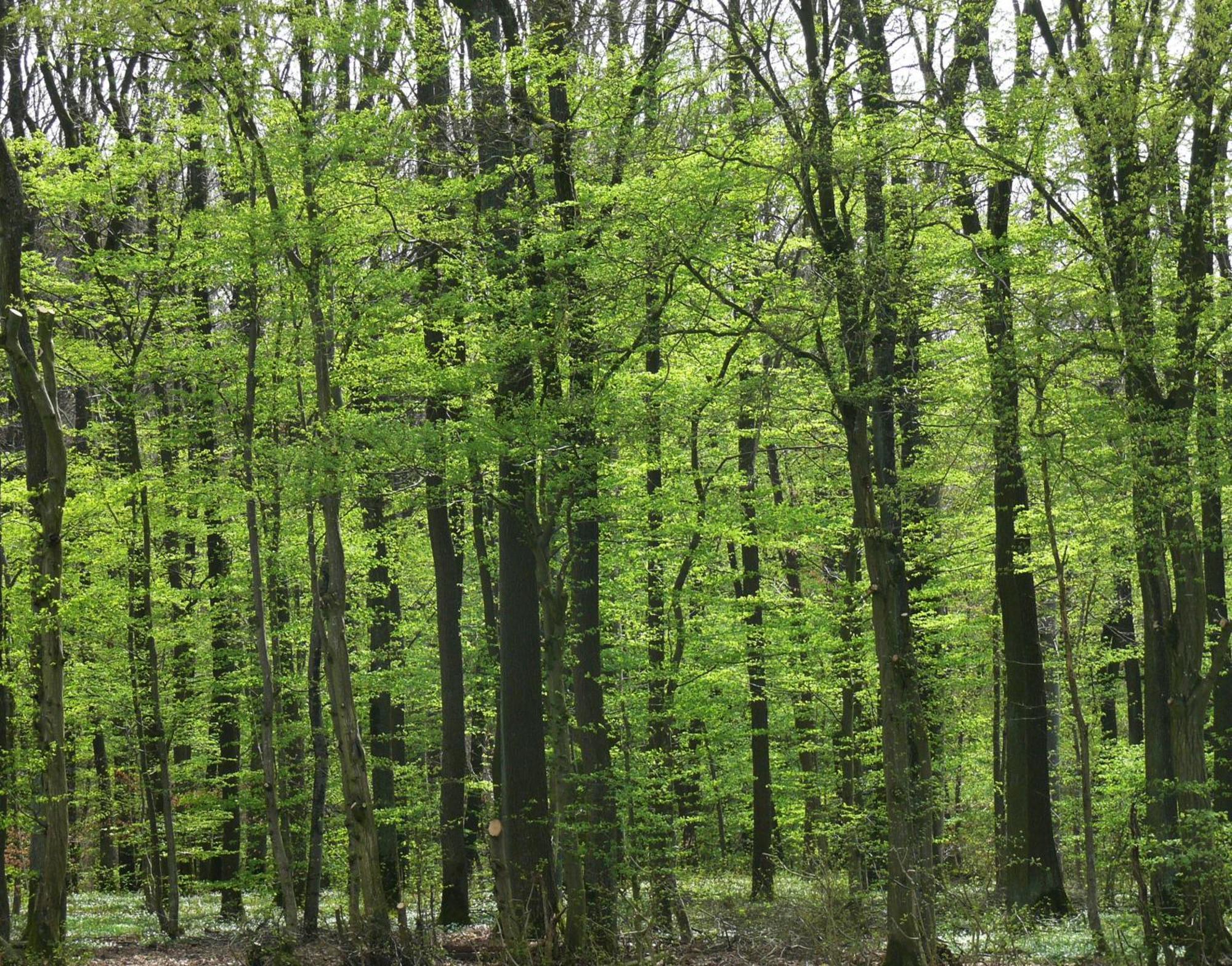 Ferienwohnungen Fischer Strullendorf Esterno foto